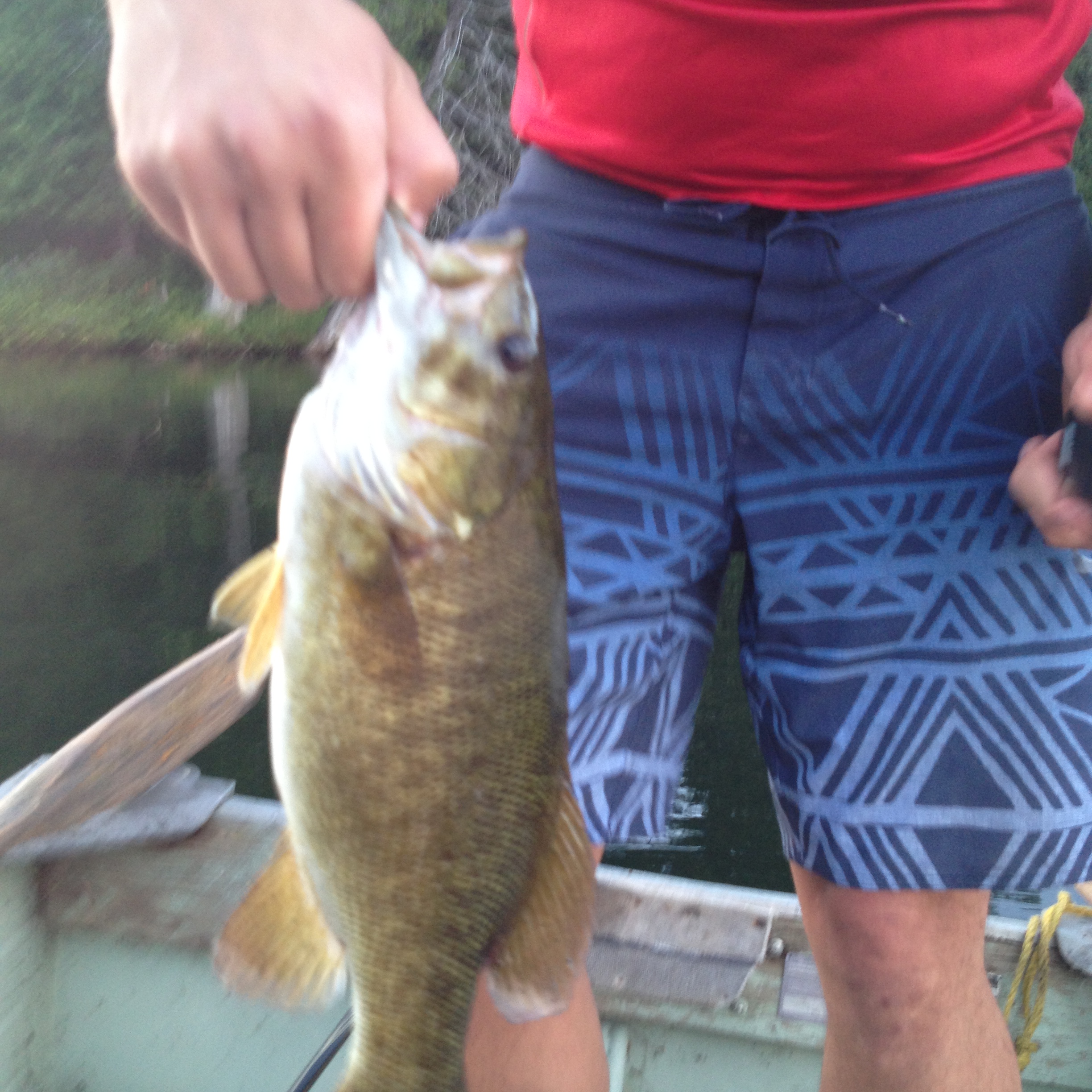 Just had a killer day on the lake slaying bass. All of them came in over 2lbs including a couple 3-4lbs