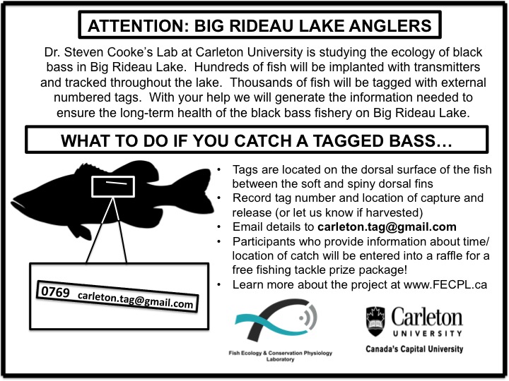 What to do if you catch a tagged bass