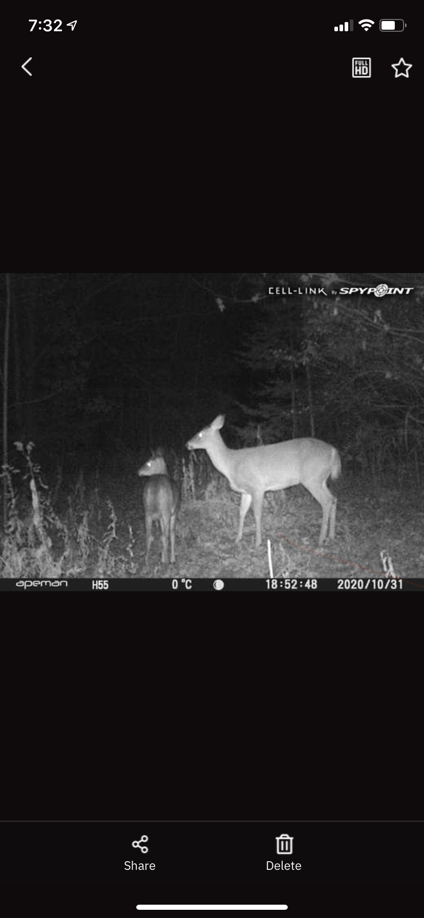 Doe1 (and fawn) standing