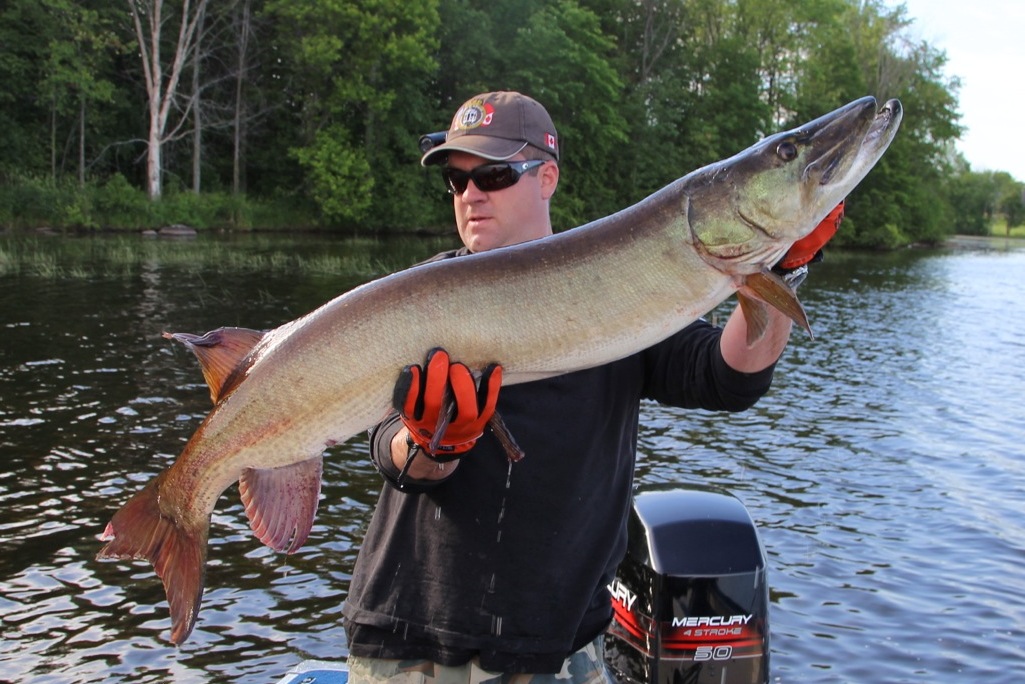 finally got myself a decent muskie this year