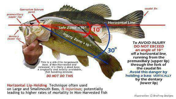 diagram_of_how_to_hold_a_bass.jpeg