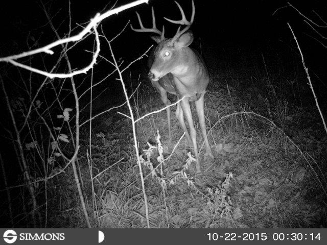 heavy 8 pointer (640x480).jpg