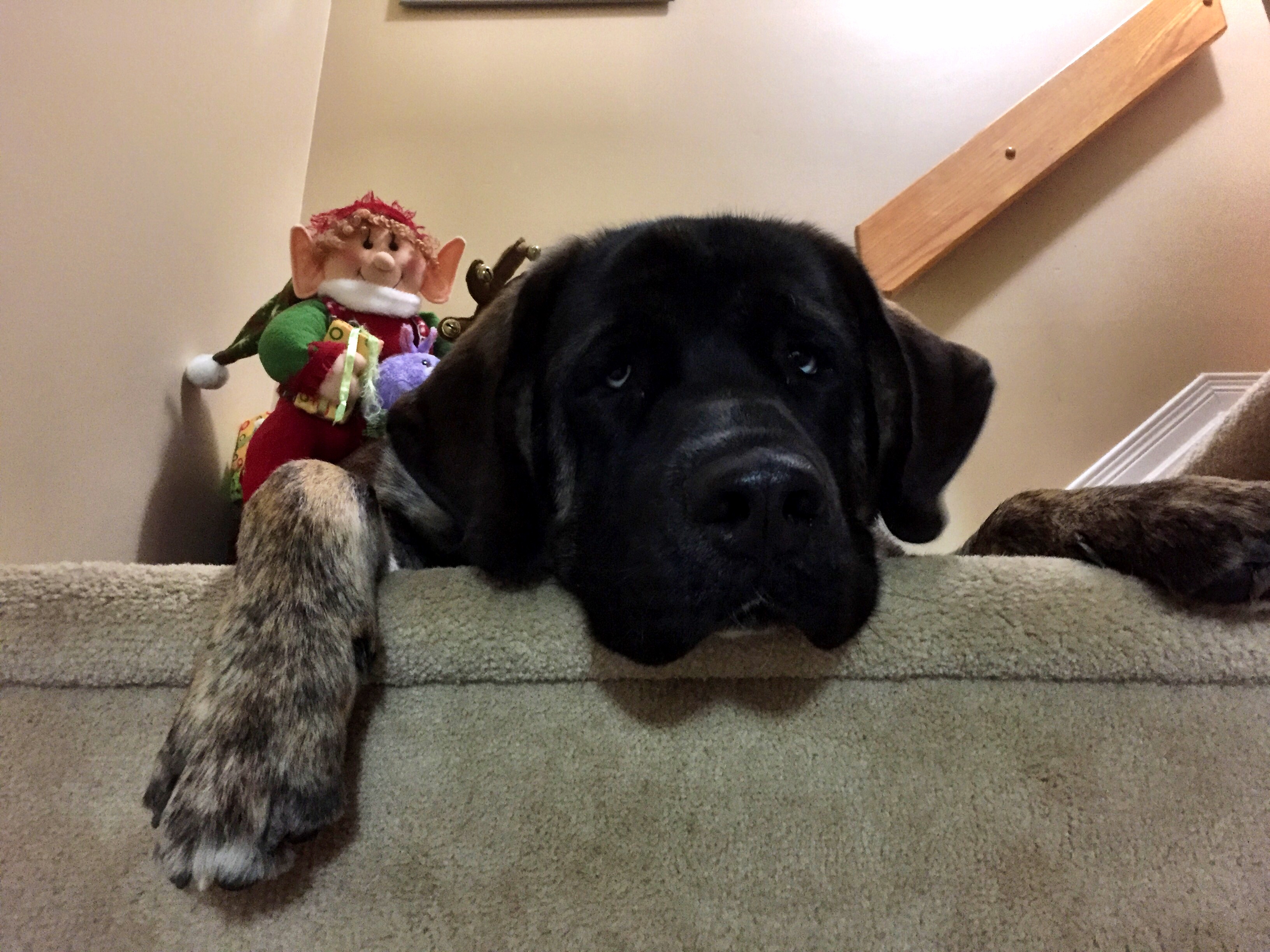 Farley the 125lb lap dog