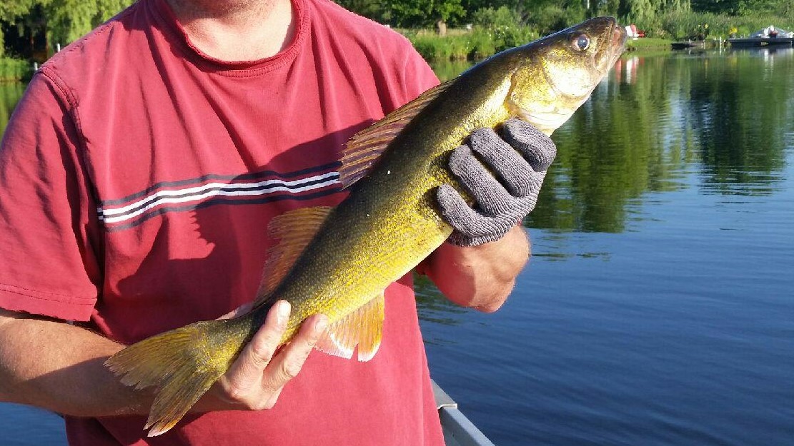 Walleye.jpg