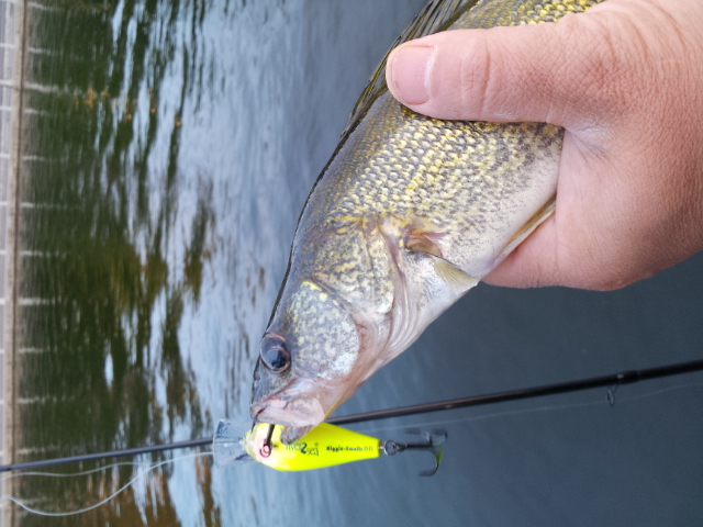first walleye -ever and in the rideau canal!
