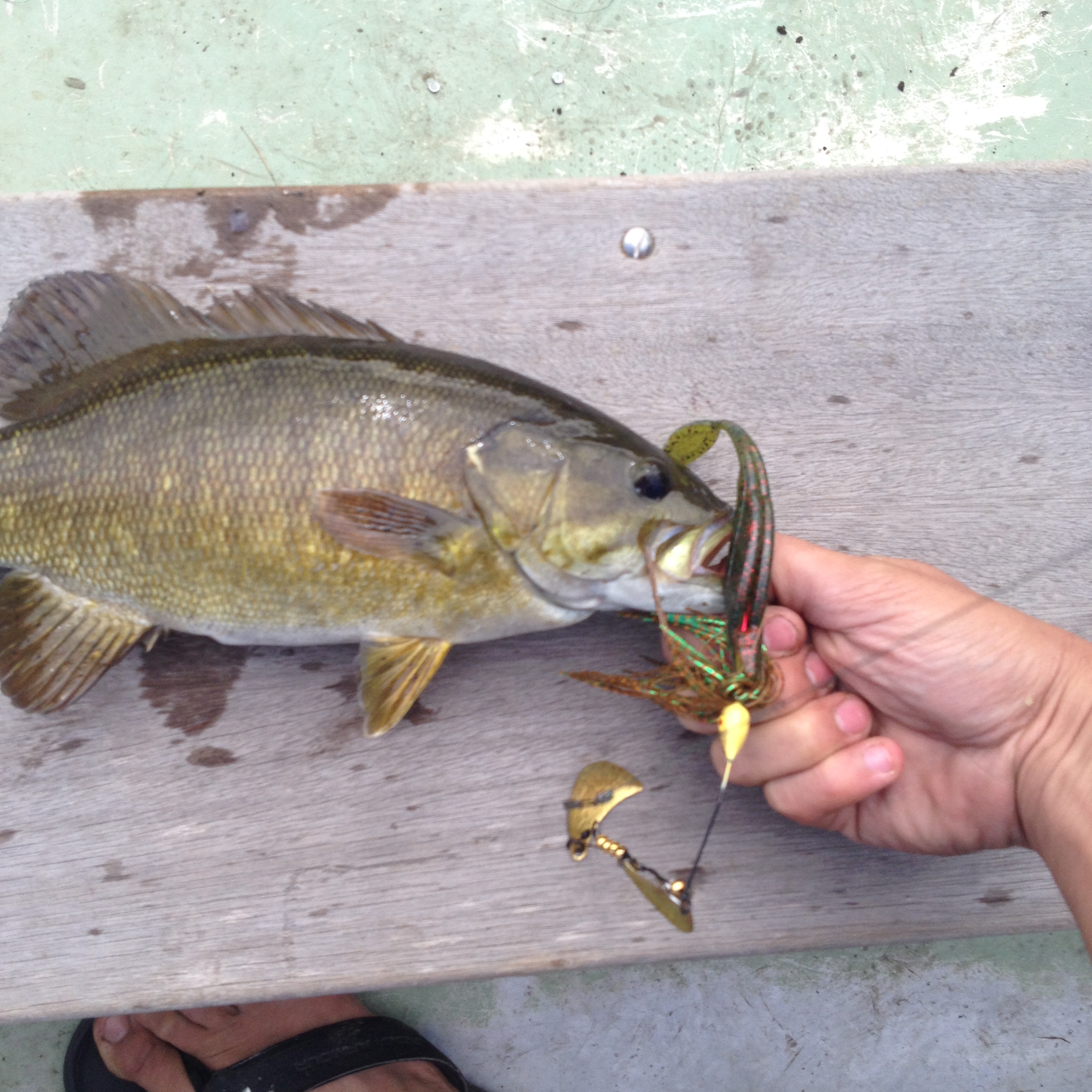 Caught this beauty in the morning on this amazing spinner I found at Norris' in Westport