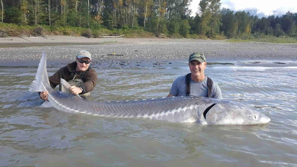 sturgeon_3.jpg