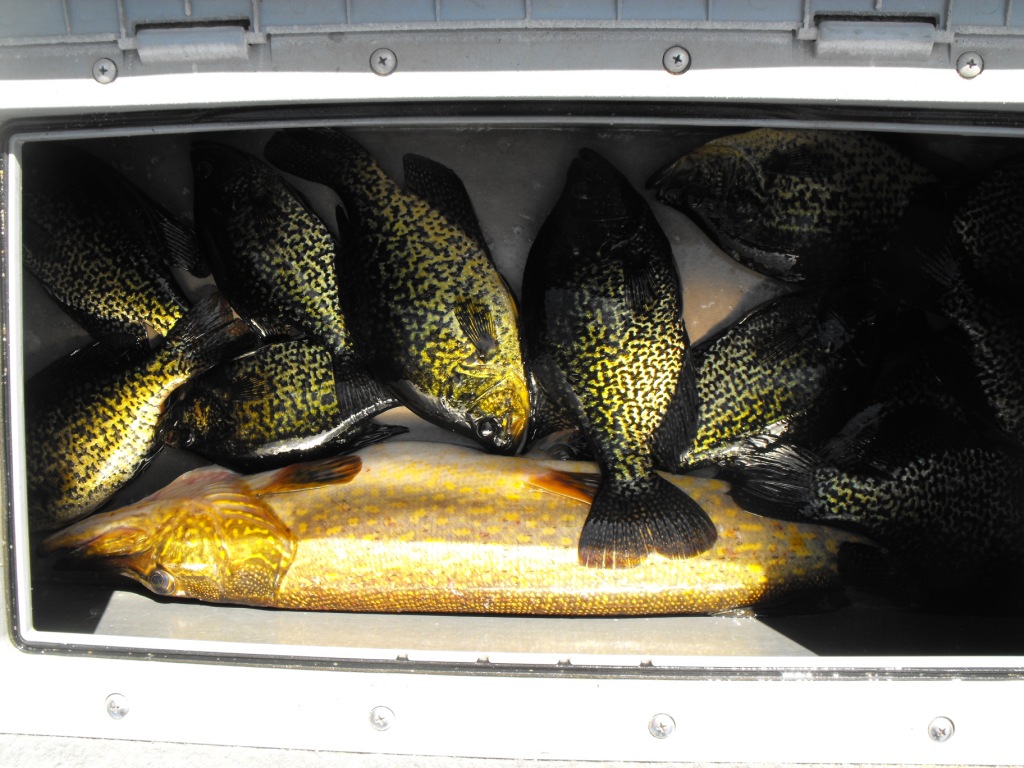fishy 19 001.JPG