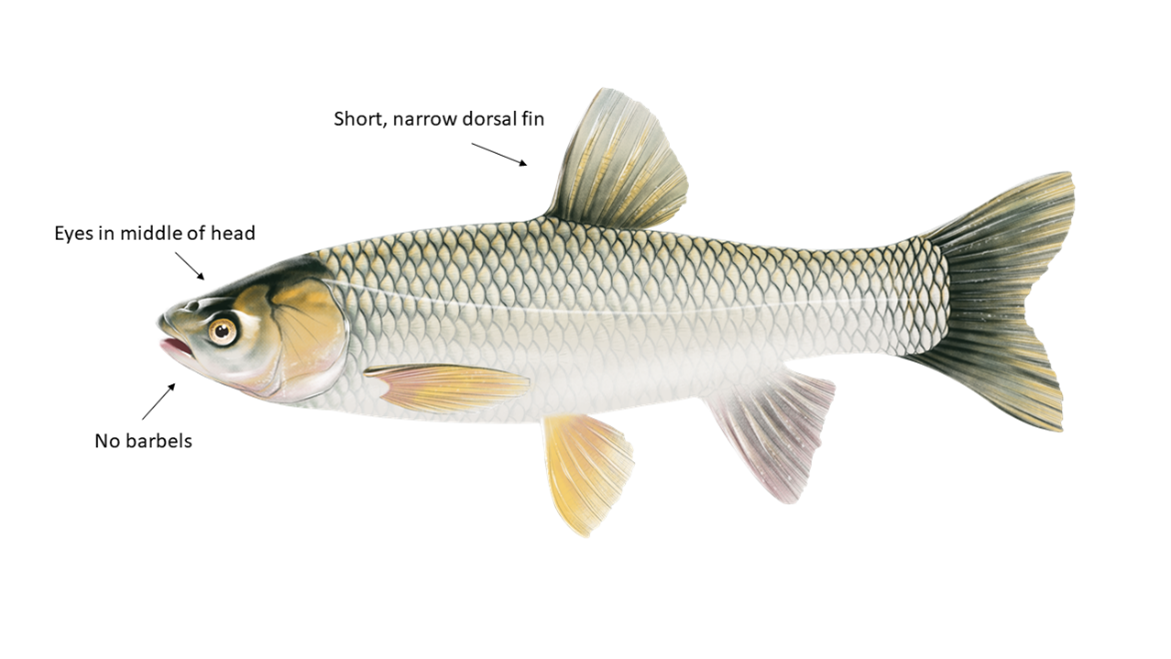 Grass Carp.png