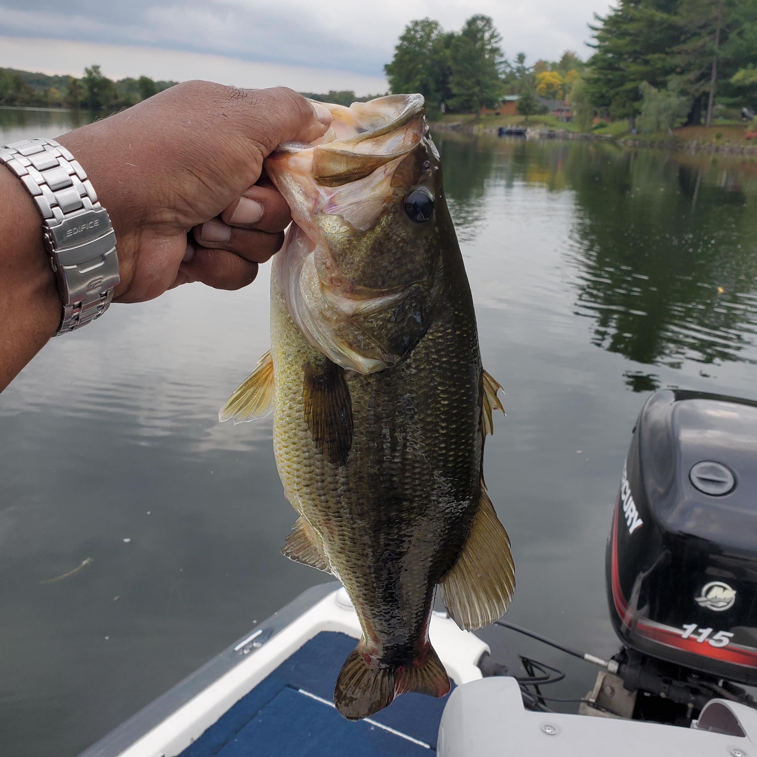 Largemouth