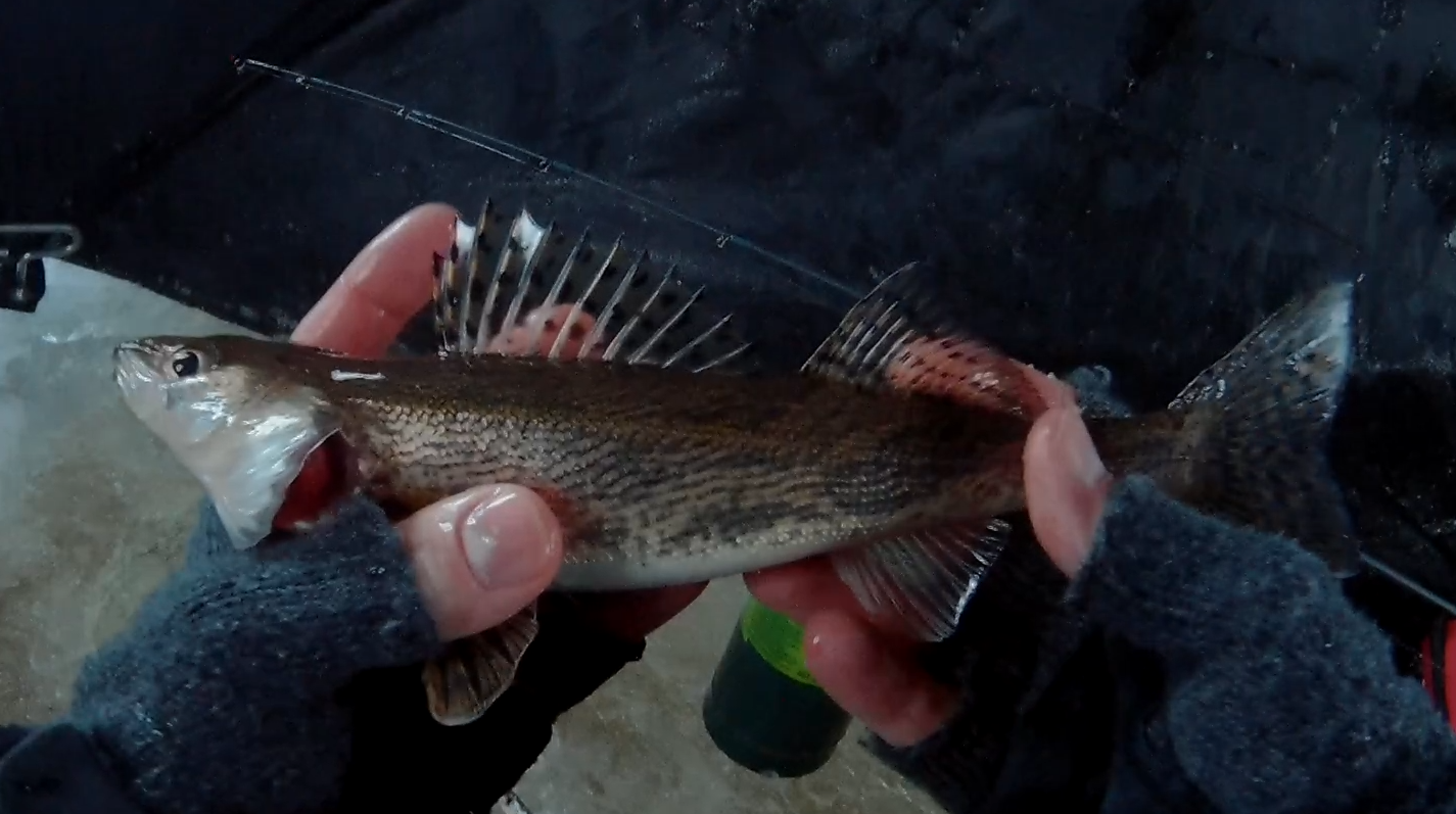 sauger.png