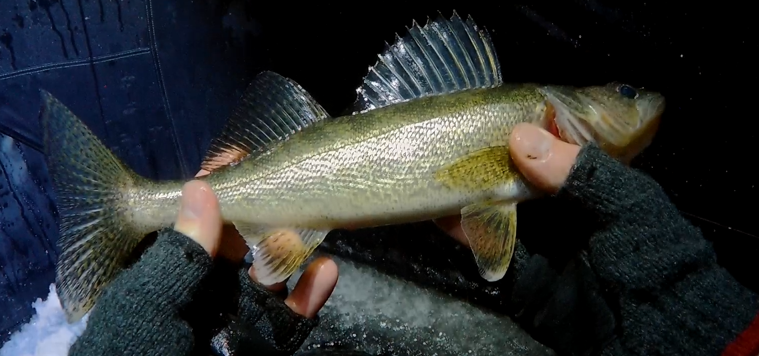 walleye.png