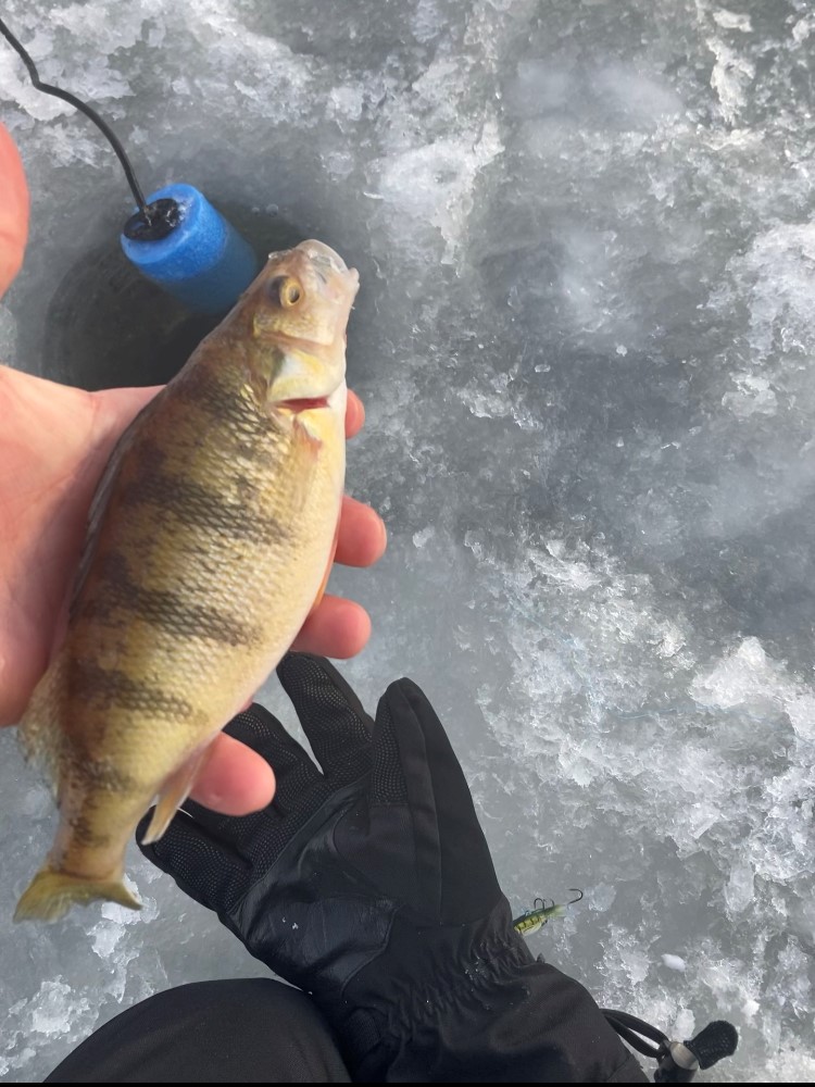 Perch 2.jpg