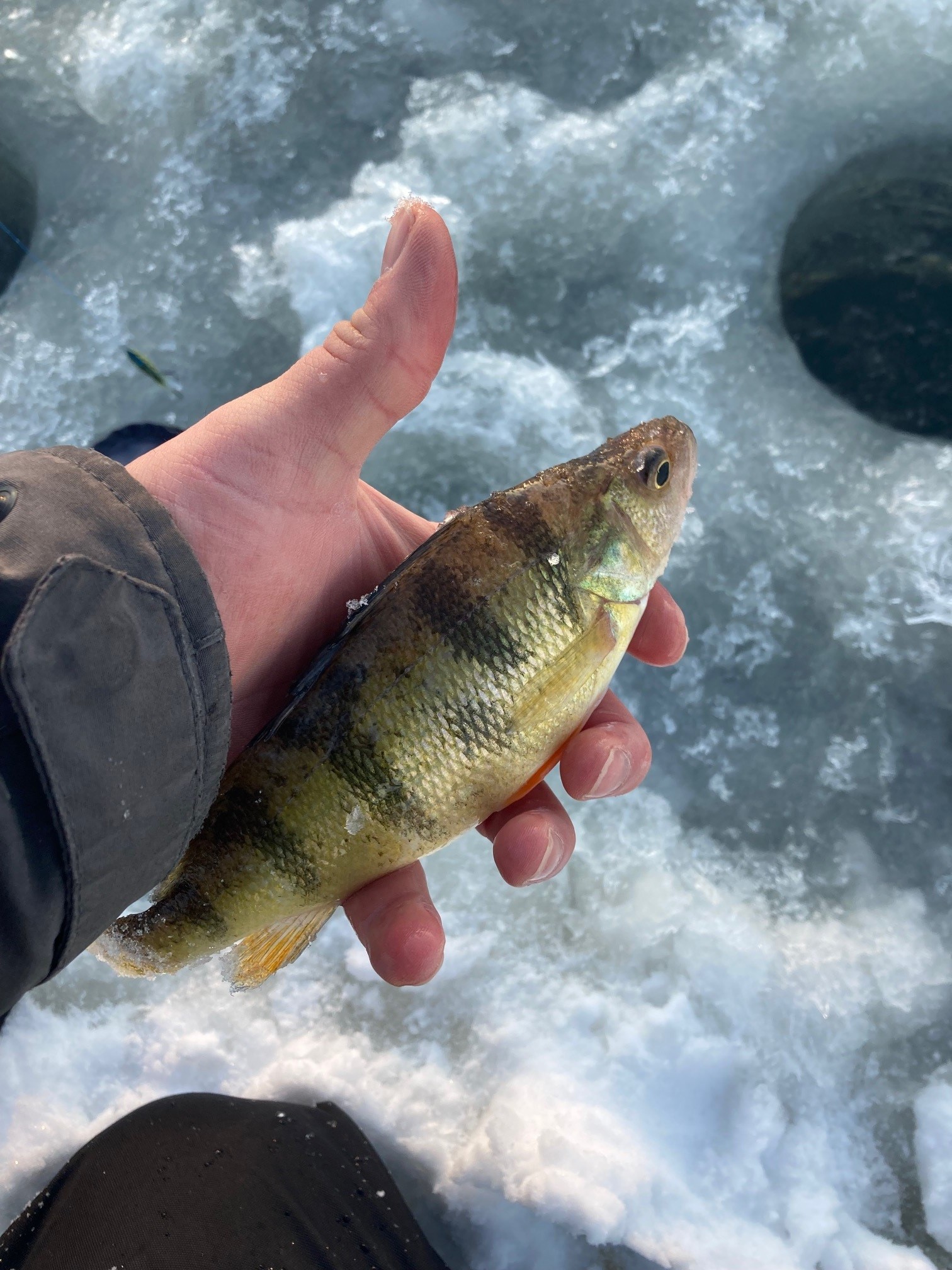 Perch.jpg