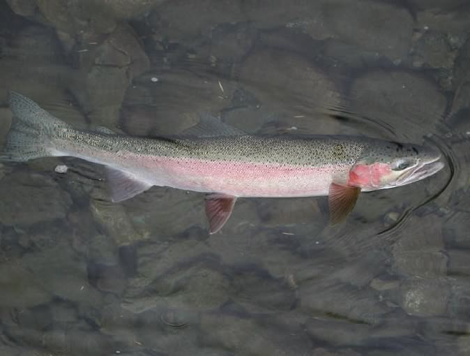 steelhead_rick2.jpg