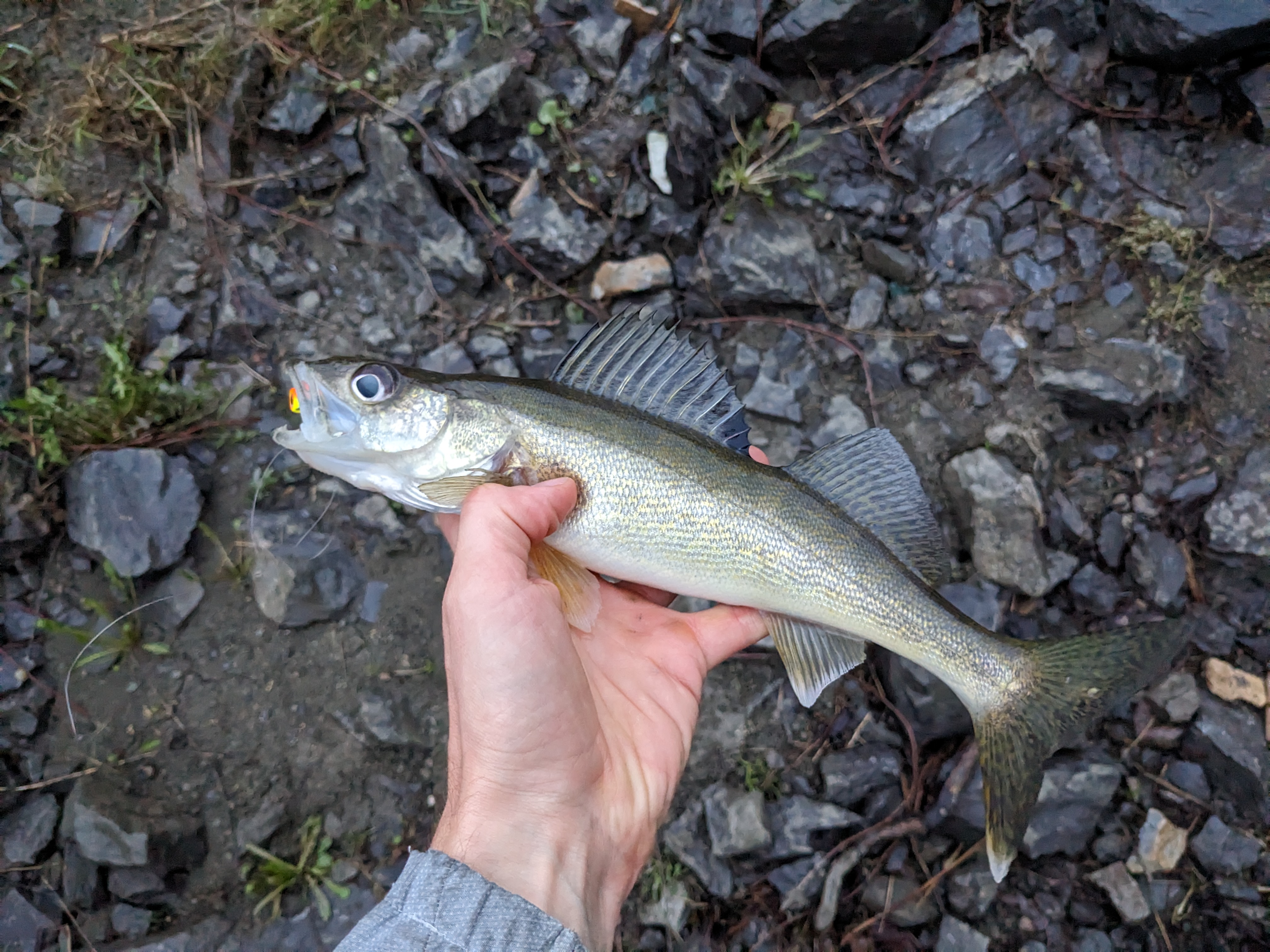 Spring Time Walleye  let's see them!!! 