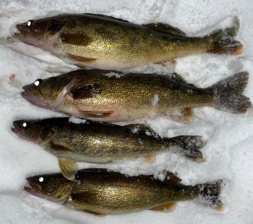 walleye on snow.jpg