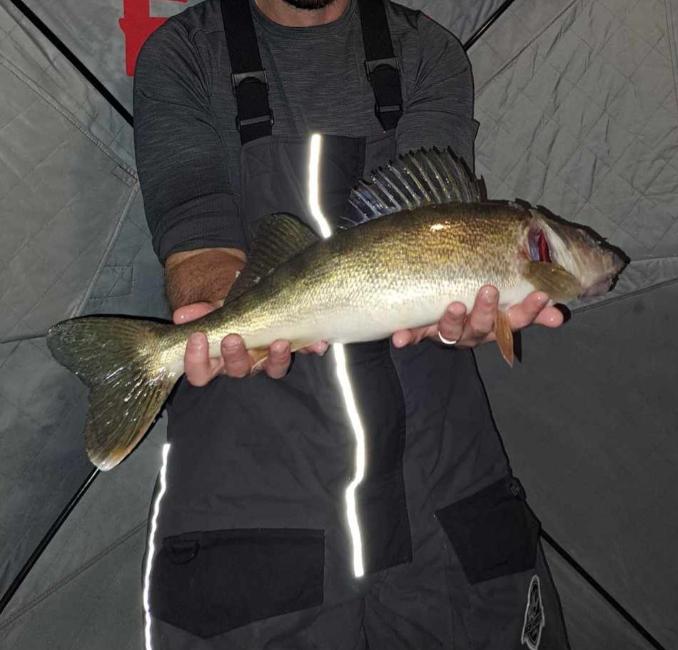 pb walleye by weight