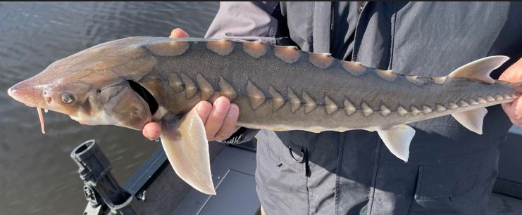 FH sturgeon close up.JPG