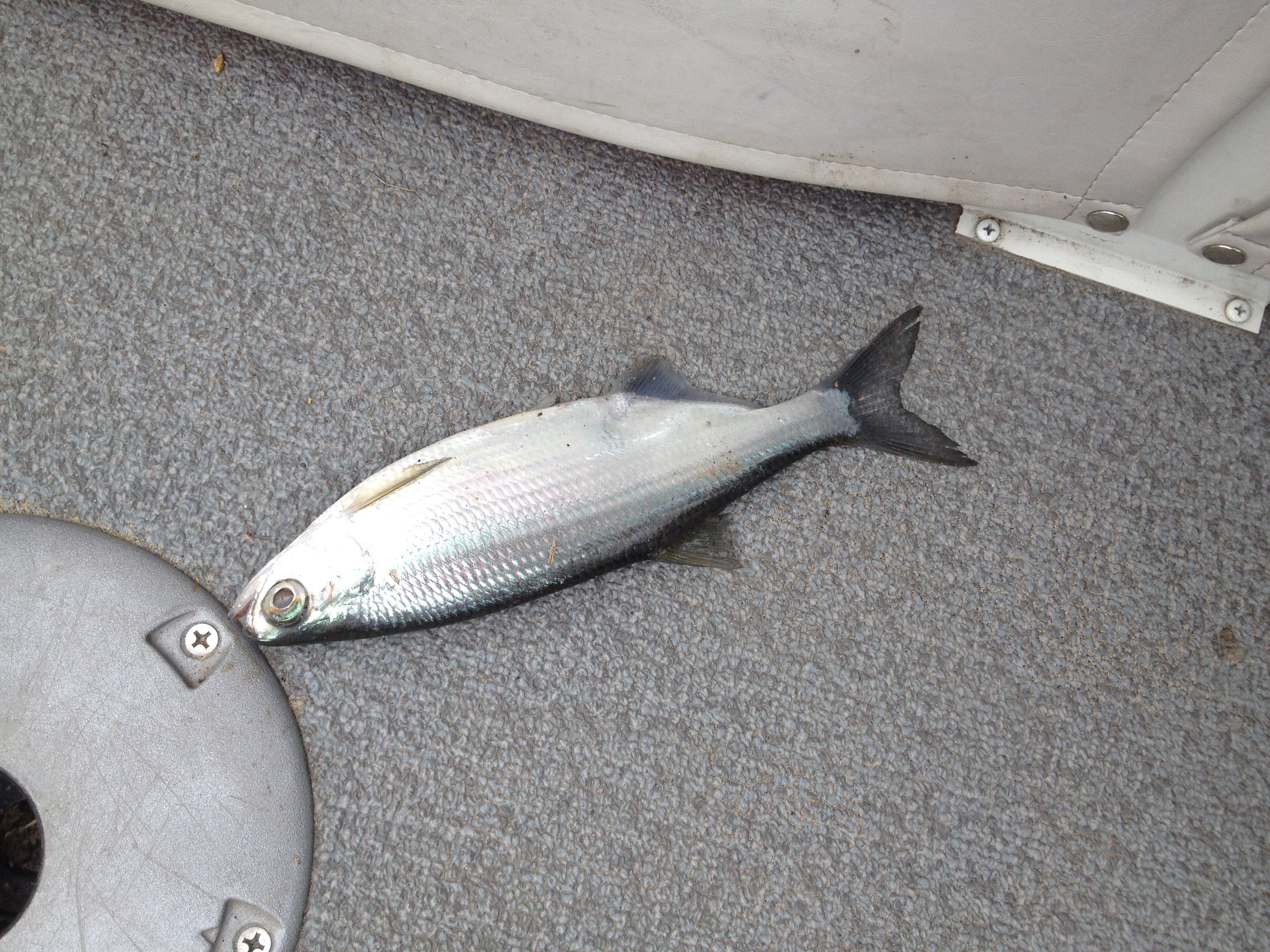 What kind of fish?