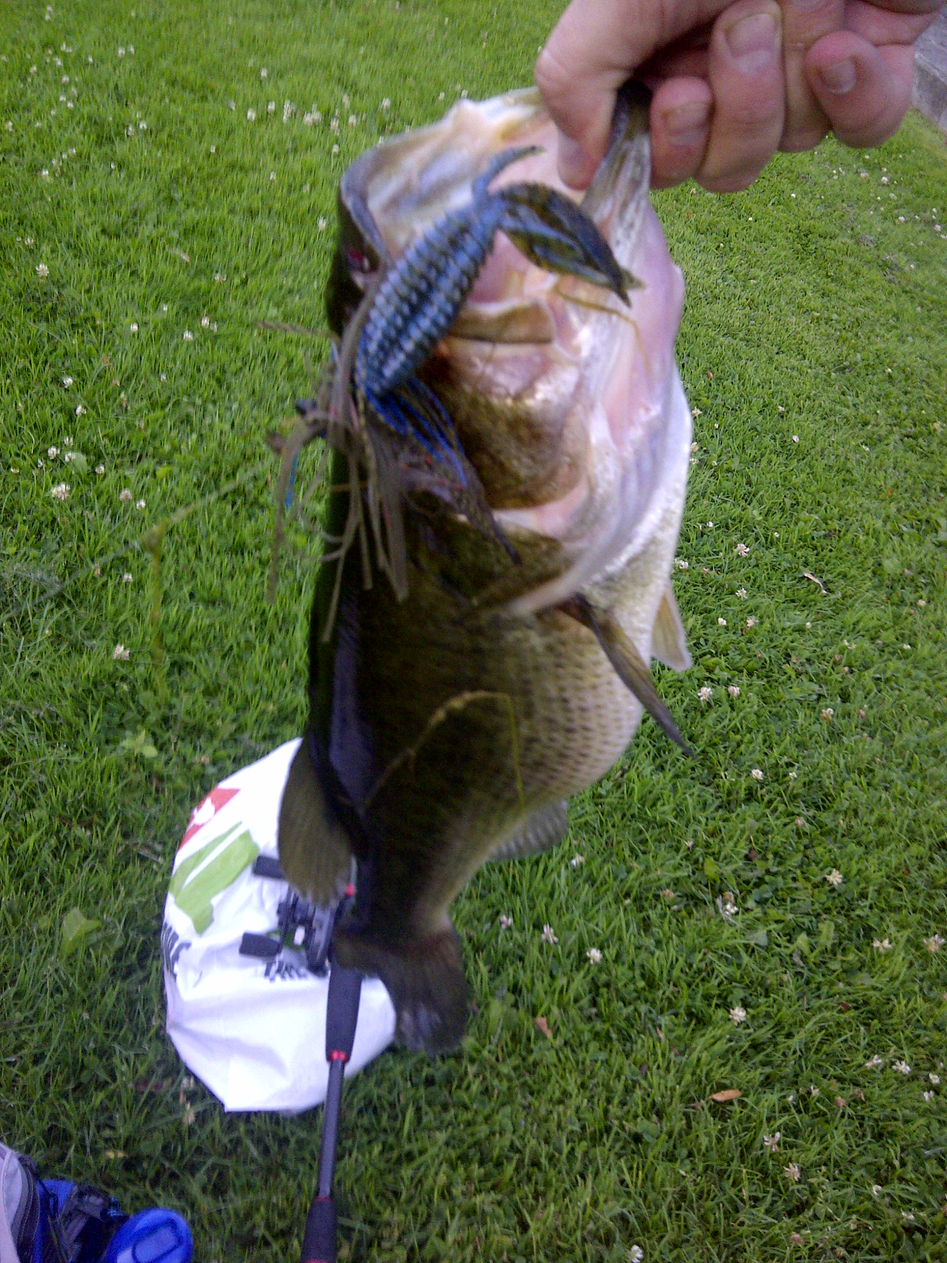 Oh, there be some niceeee size bass in the Canal...