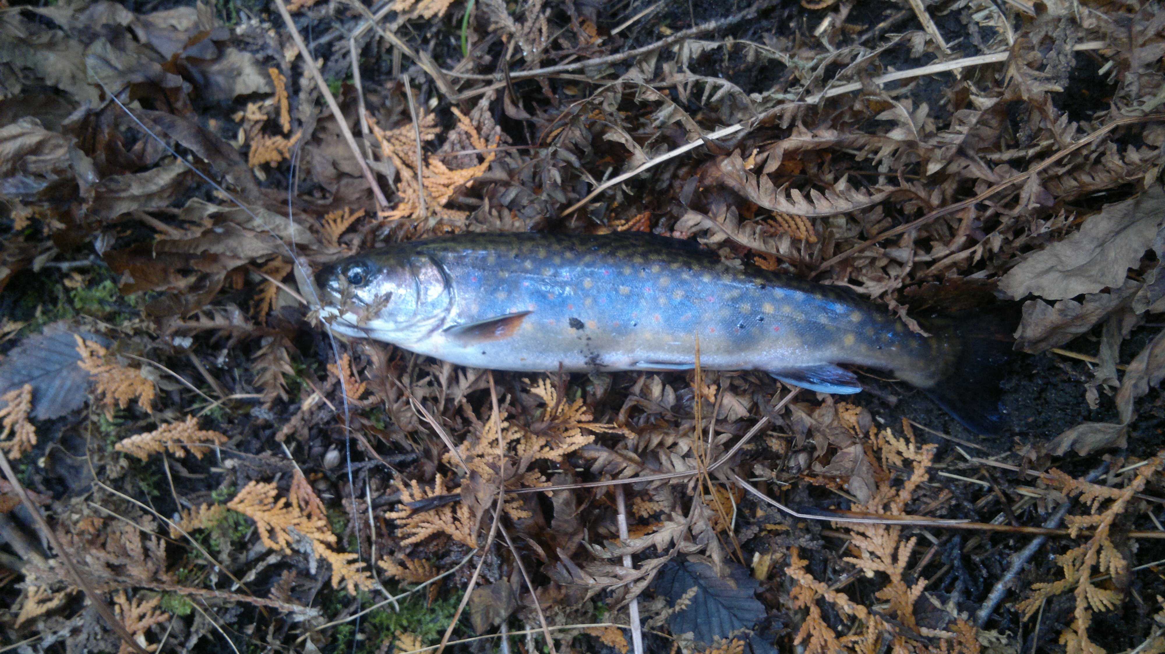 27102013311.jpg