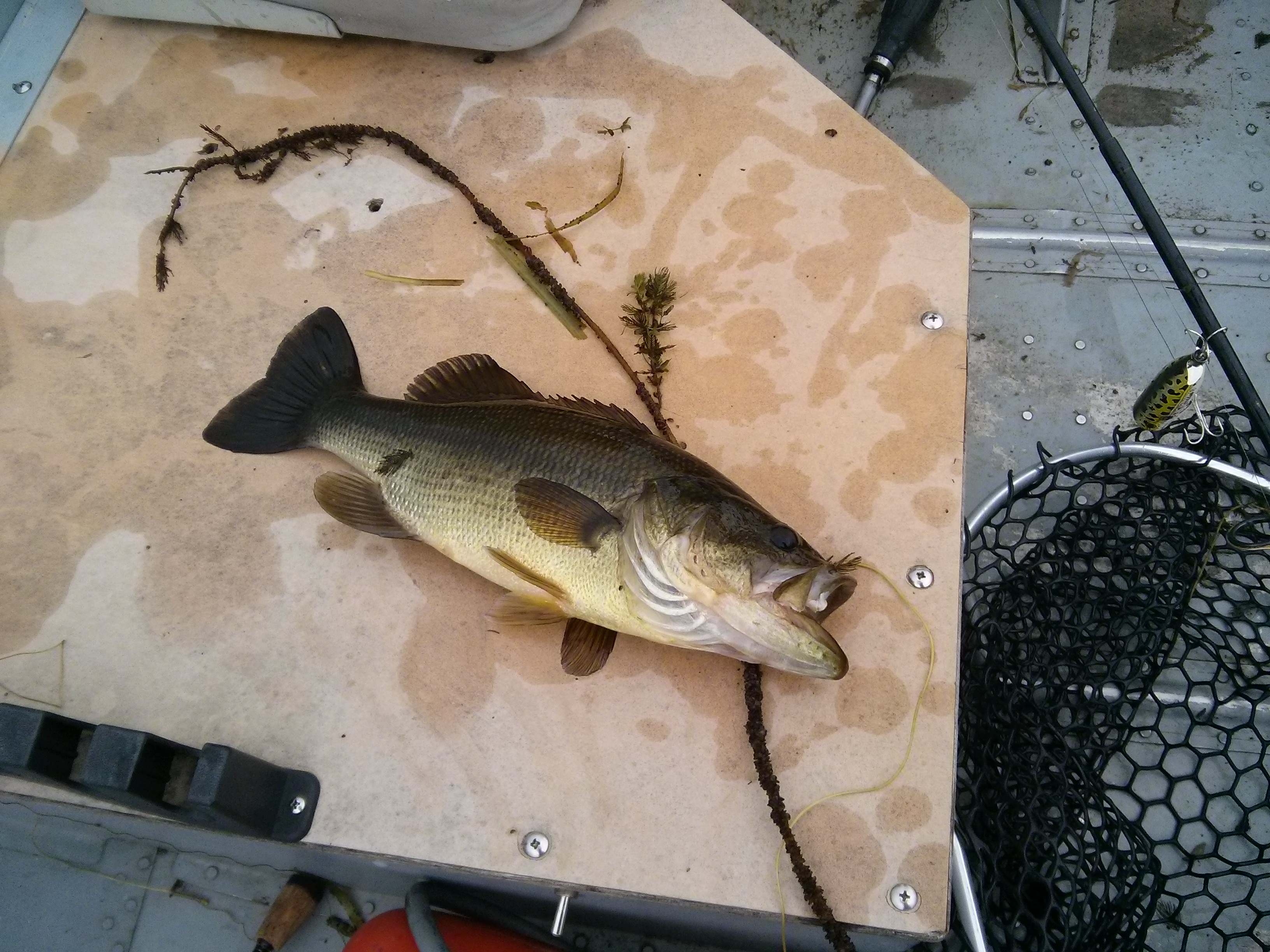 bass1.jpg