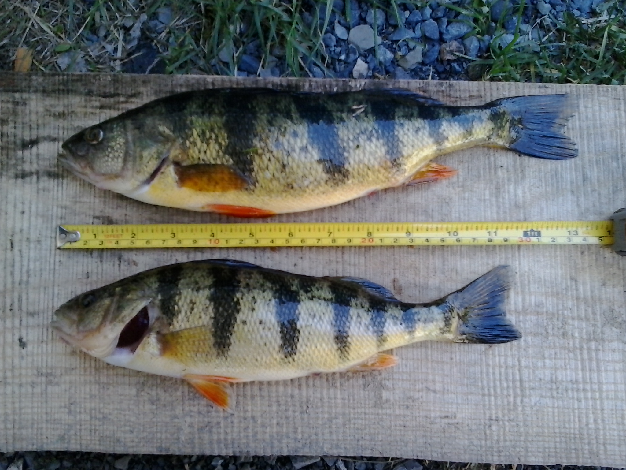 top one was over a pound