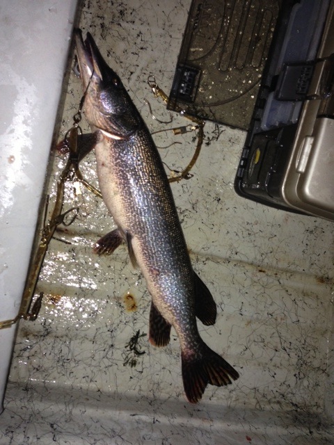 photo of pike