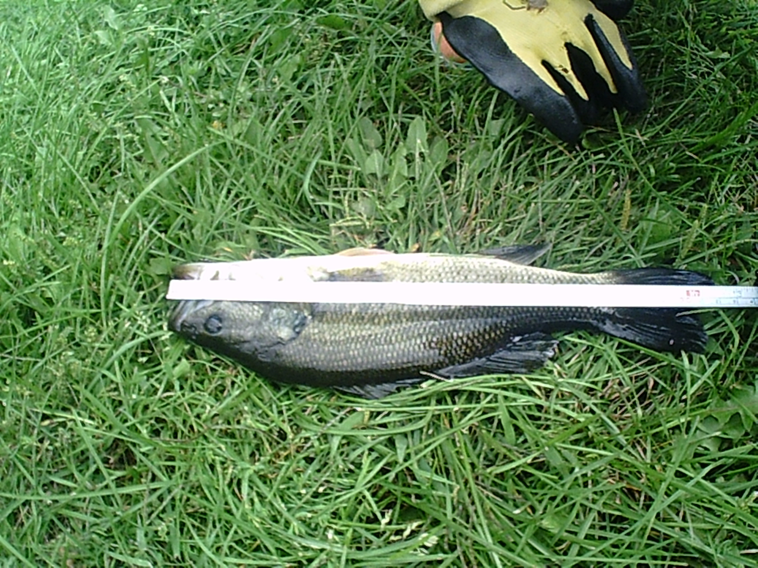 31 CM LMB. SUNP0310.jpg