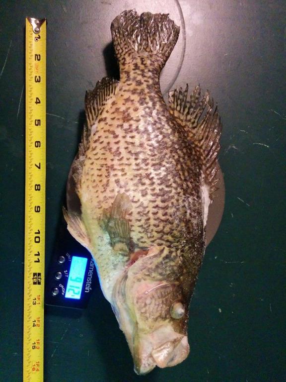 Huge Crappie.jpg